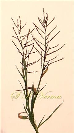  Inflorescence